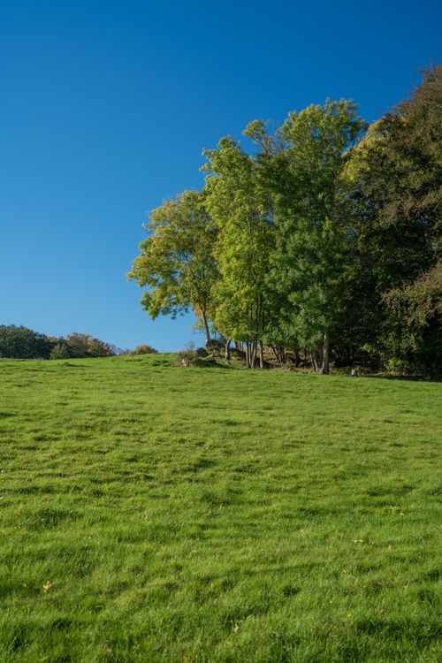 Free Vibrant green meadow with trees in Arild, Skåne län, Sweden, under clear blue skies. Stock Photo