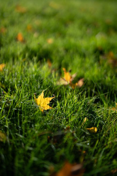 Free A close-up of yellow autumn leaves scattered on vibrant green grass, capturing the essence of fall. Stock Photo