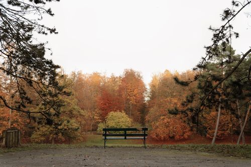 Free Tranquil park bench surrounded by vibrant autumn foliage under a soft, overcast sky. Stock Photo