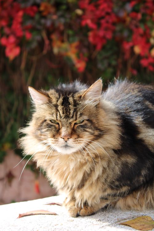 Free A fluffy Maine Coon cat enjoying a sunny day in autumn with vibrant foliage in the background. Stock Photo