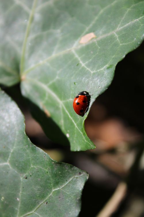 Free Close-up of a ladybug on a green leaf, showcasing natural beauty in Ankara. Stock Photo