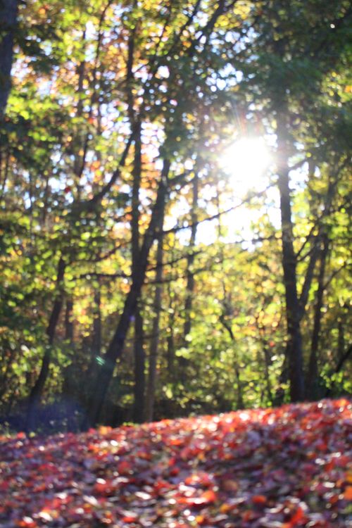 Free stock photo of autumn, autumn ambiance, backlit leaves Stock Photo