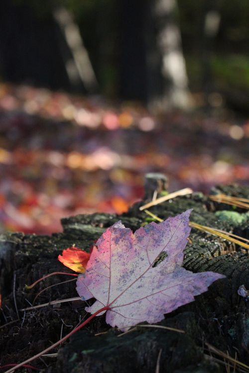 Free Close-up of an autumn leaf resting on a tree stump with blurred forest backdrop. Stock Photo