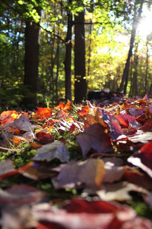 Free Colorful autumn leaves illuminated by sunlight in a serene forest. Stock Photo