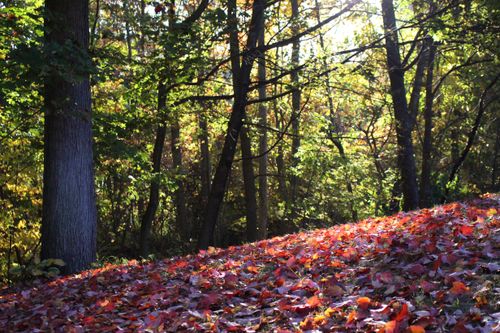 Free stock photo of autumn, autumn leaves, backlit leaves Stock Photo