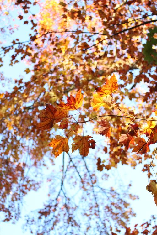 Free stock photo of autumn aesthetic, autumn ambiance, blue sky background Stock Photo
