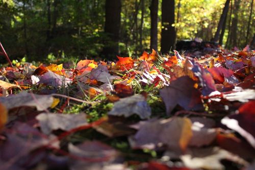Free Colorful autumn leaves backlit by the sun in a serene forest setting. Stock Photo