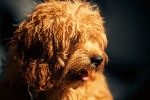 Free Close-up of a fluffy golden Labradoodle puppy with a playful expression. Stock Photo