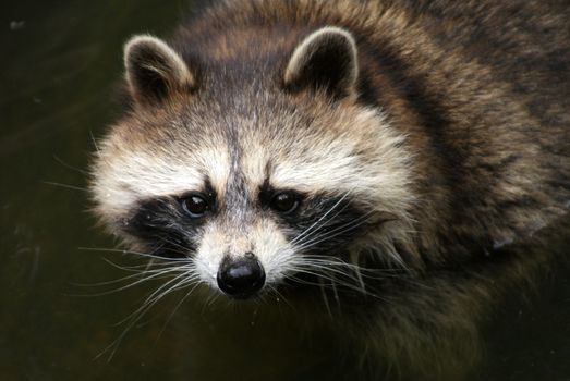 Intimate look at a curious North American raccoon in natural habitat.