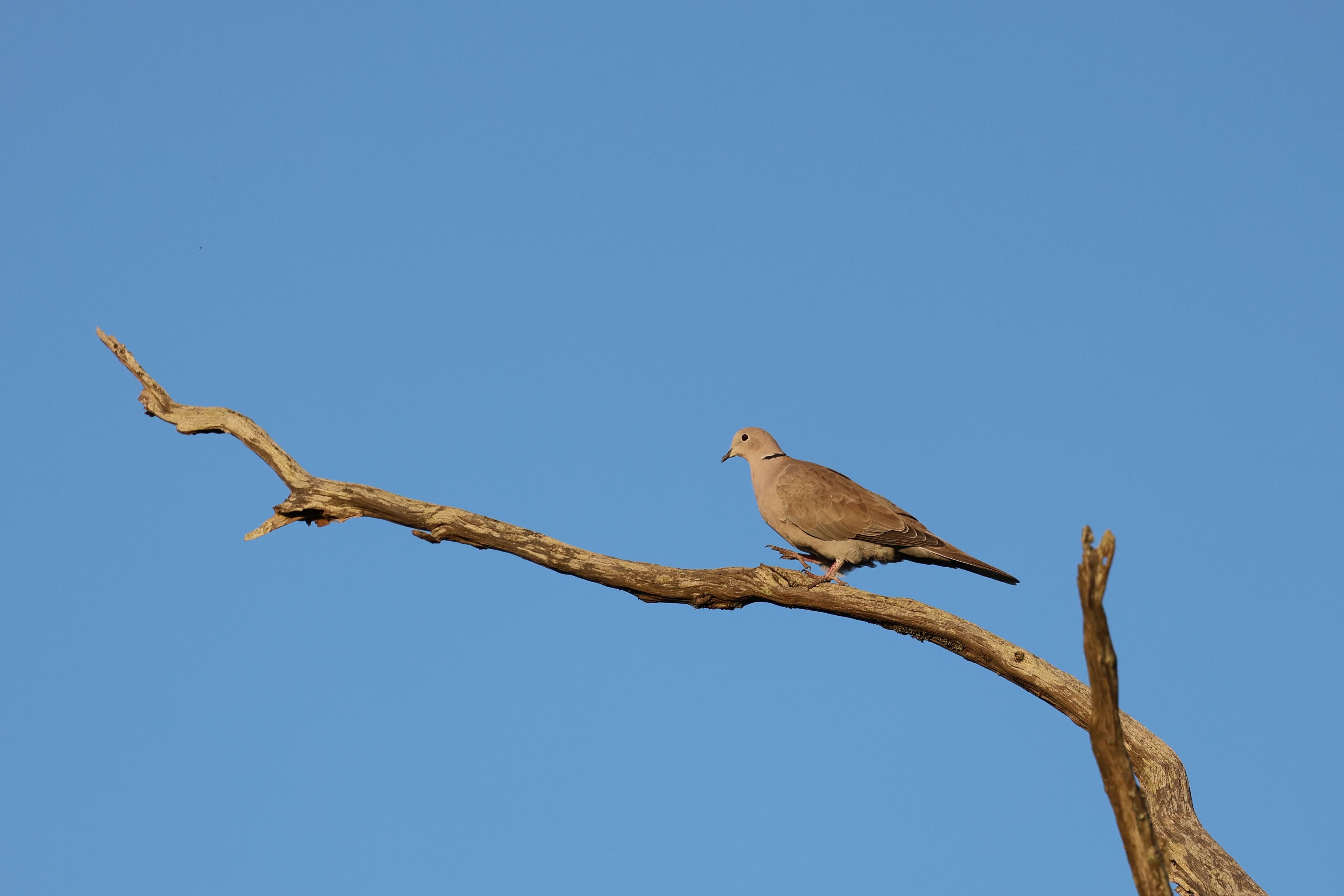 Fotomural Una tórtola turca, en paz, se posaba en la rama de un árbol bajo un cielo azul despejado.
