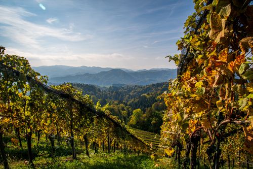 Free Stunning autumn vineyard view with rolling hills and vibrant foliage under clear skies. Stock Photo