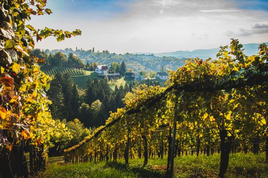 Beautiful autumn vineyard with lush green hills and sunlit foliage, perfect for wine country themed visuals.