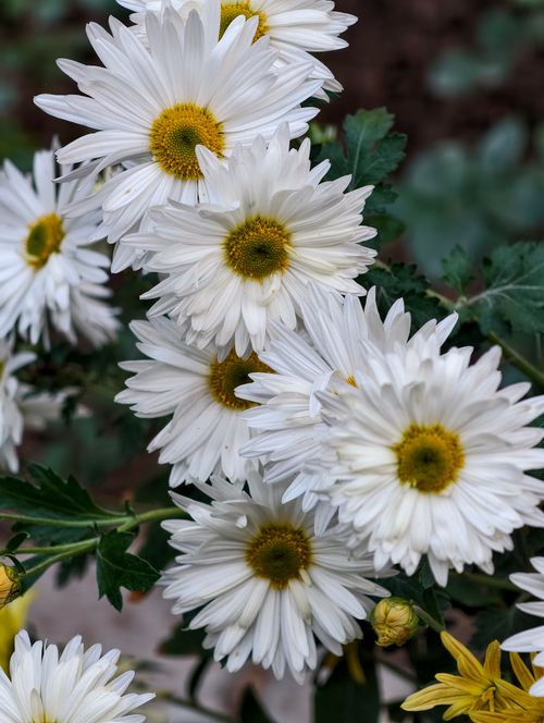 Free A cluster of vibrant white daisies captured in an outdoor setting, showcasing natural beauty. Stock Photo