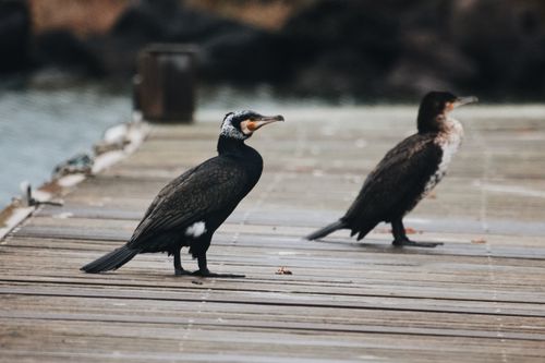 Free Two great cormorants rest on a wooden pier in Agde, France, capturing serene wildlife. Stock Photo