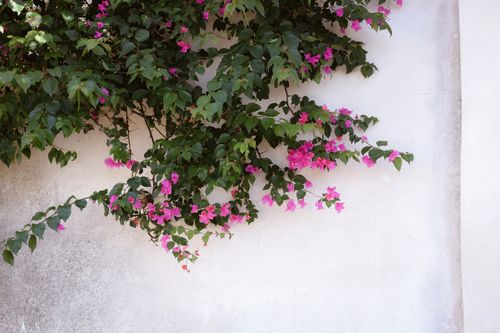 Free Vibrant pink bougainvillea cascading over a white wall, captured in Italy. Stock Photo