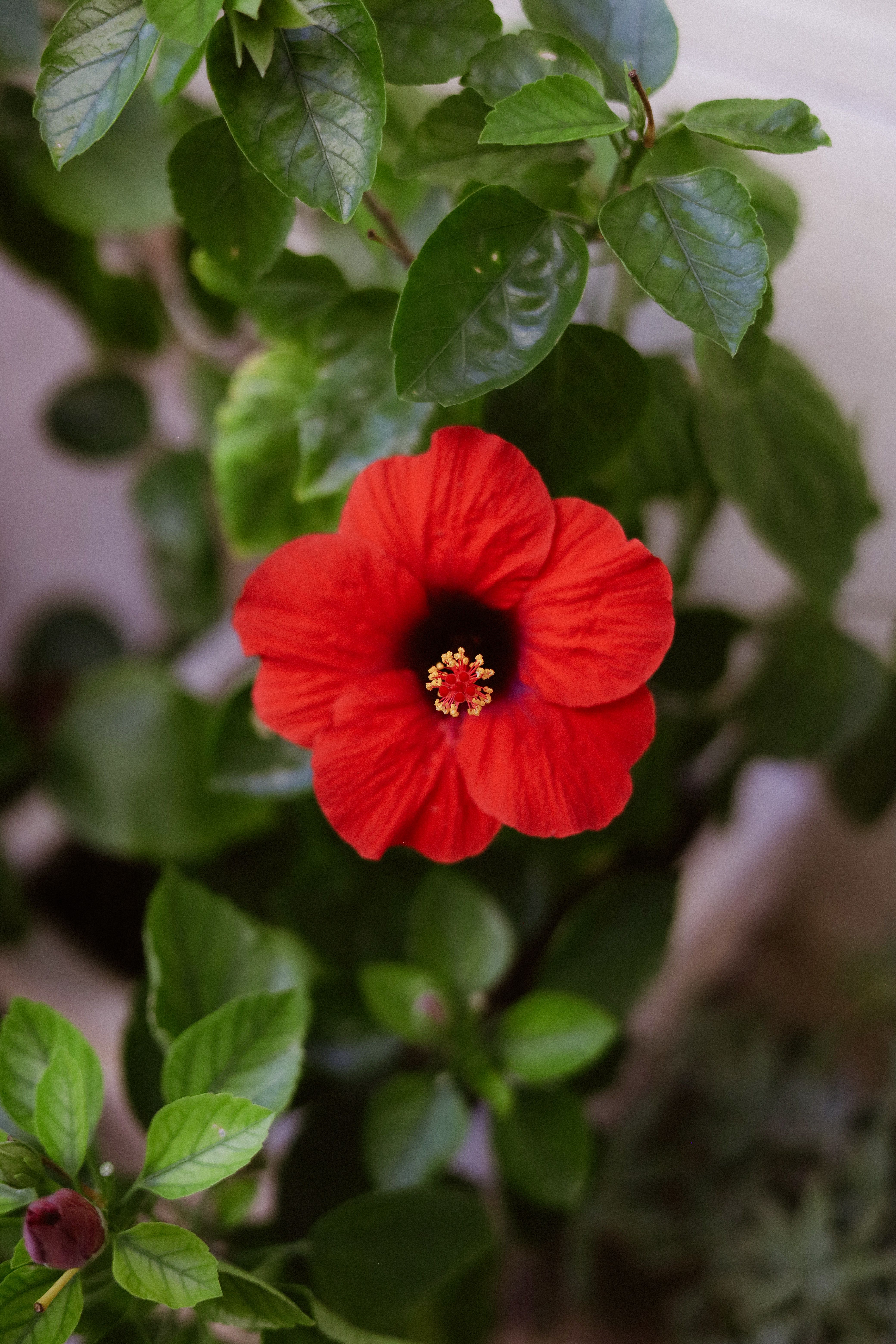 Vibrant Red Hibiscus Flower in Full Bloom · Free Stock Photo