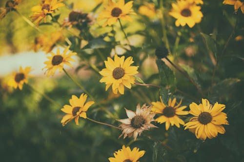 Close-Up Photo Of Yellow Cone Flowers