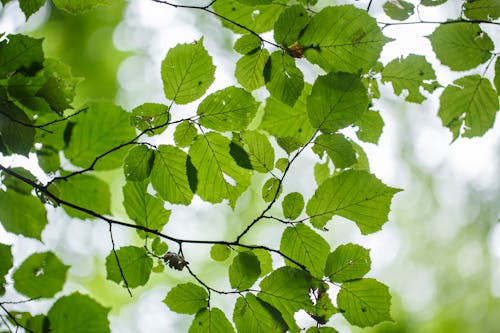 Free Photo Of Green Leaves Stock Photo