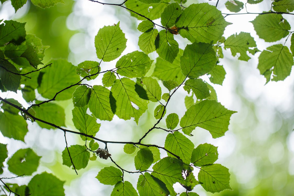 Photo Of Green Leaves