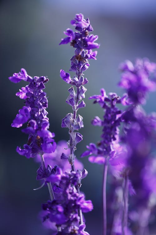 Free Selective Focus Photo Of Lavender Flowers Stock Photo