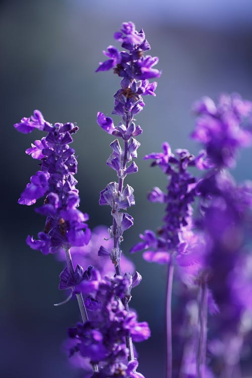 Gratis arkivbilde med blomster, blomsterbakgrunnsbilde, blomsterblad