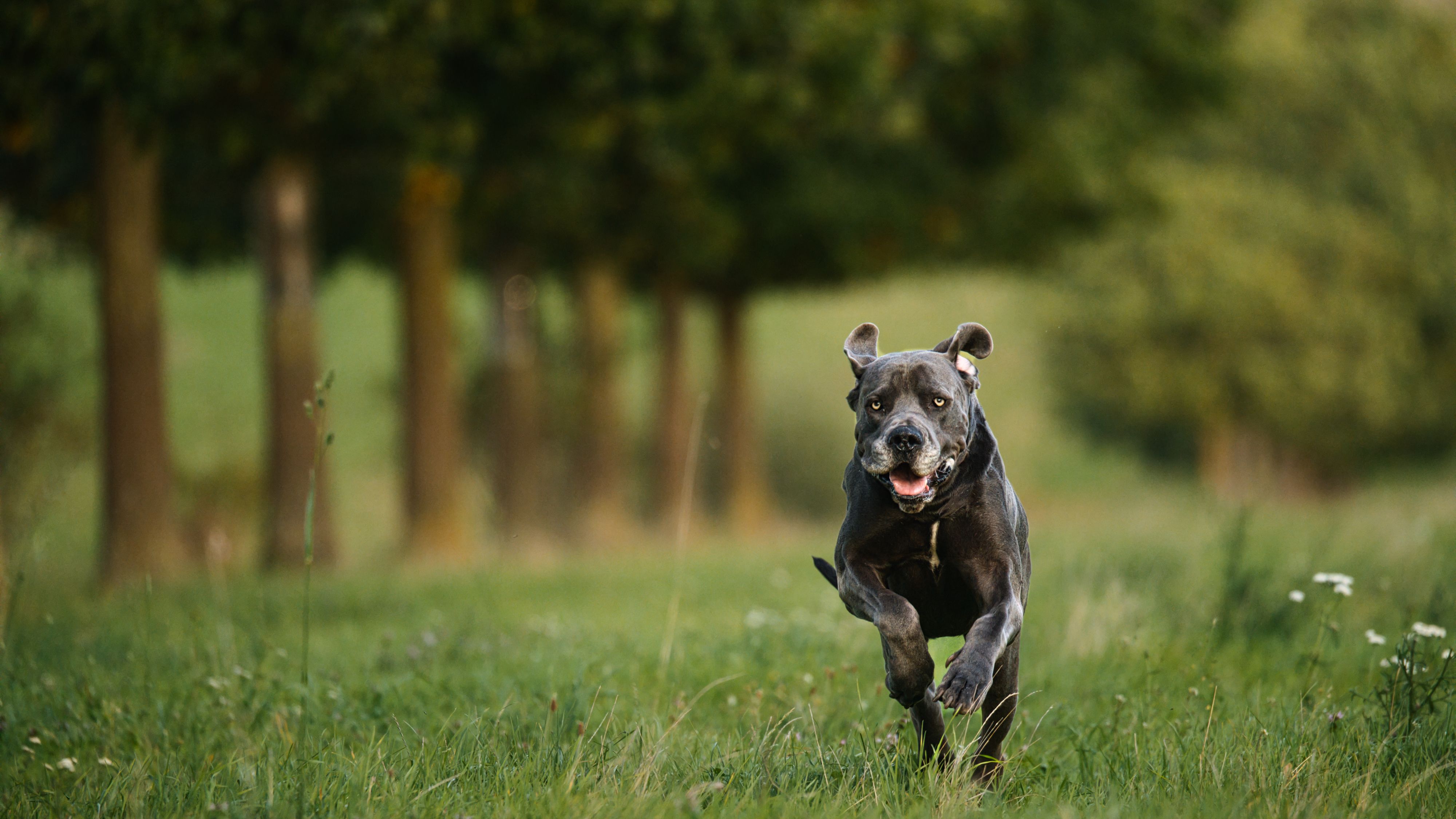 A Cane Corso runs energetically through a sunny meadow, showcasing its strength and grace.