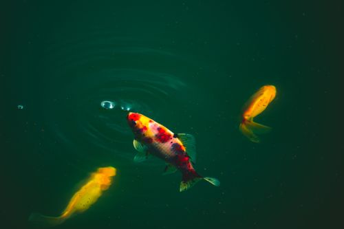 Free Brightly colored koi fish swimming gracefully in a serene, deep green pond, creating a vibrant and peaceful scene. Stock Photo