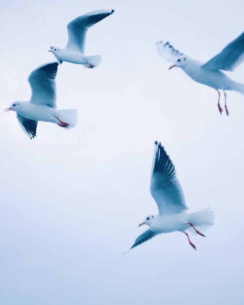 Photo Of Group Of Flying Birds