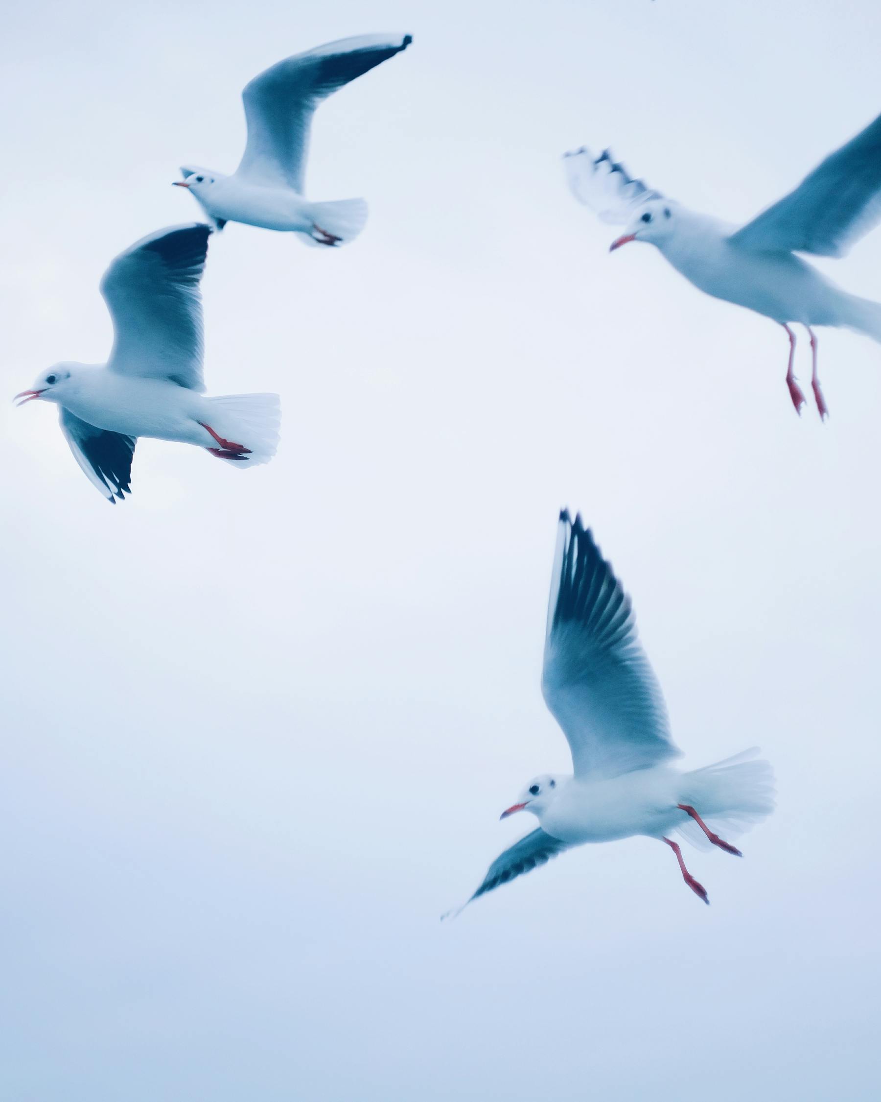 Photo Of Group Of Flying Birds Free Stock Photo Photo Of Group Of Flying Birds Free Stock Photo