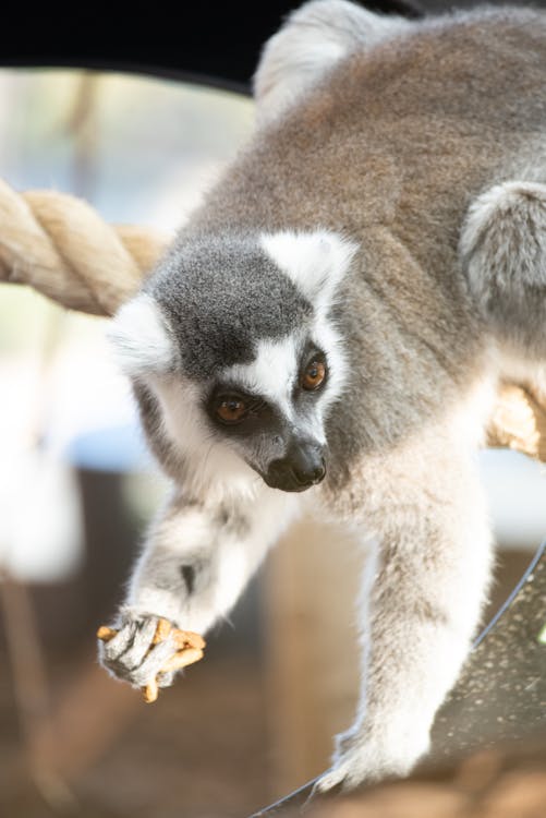 Close-Up Photo Of Lemur