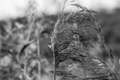 Free Artistic black and white photo of wheat stalks swaying gently outdoors. Stock Photo