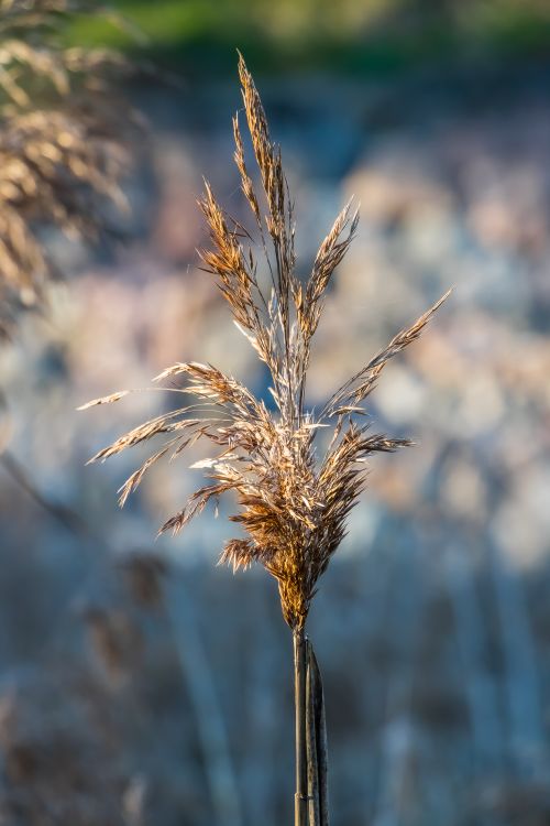 Free A detailed shot of wild grass against a naturally blurred background, captured outdoors. Stock Photo