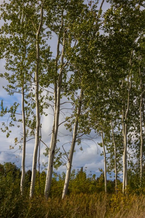 Free A scenic view of aspen trees with white bark in a natural setting under a cloudy sky. Stock Photo
