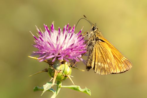 Free Detailed macro photograph of a butterfly resting on a vibrant thistle flower. Stock Photo
