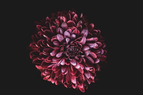 Free Vibrant chrysanthemum flower with deep red petals isolated on a dark background, showcasing natural beauty. Stock Photo