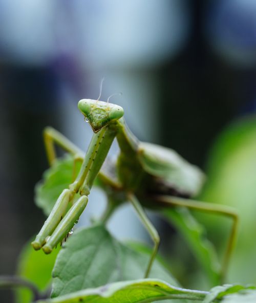 Free Detailed shot of a praying mantis perched on a leaf, showcasing its intricate features. Stock Photo