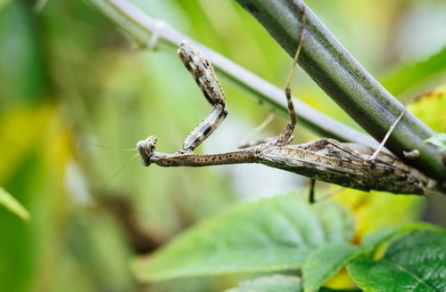 Free Macro image capturing a praying mantis perched on a branch amidst green foliage. Stock Photo