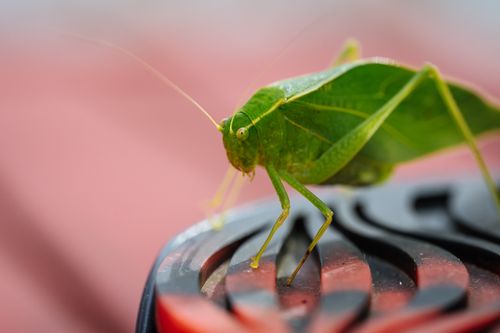 Free Detailed macro image of a green leaf insect on a colorful surface, showcasing its intricate veined wings. Stock Photo