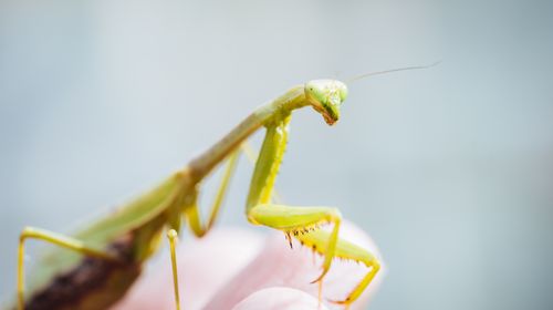 Free Detailed photo of a green praying mantis perched on a human finger, showcasing its unique features. Stock Photo