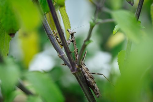 Free Detailed shot of a praying mantis camouflaged among green leaves and stems. Stock Photo
