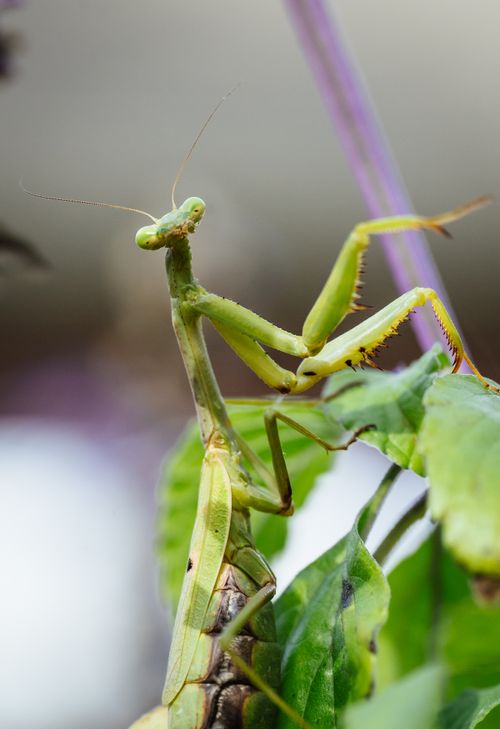 Free Detailed macro shot of a green praying mantis perched on a leaf. Stock Photo