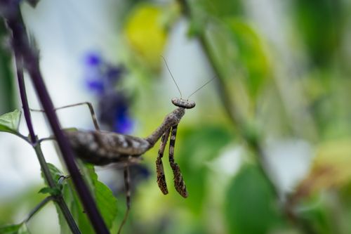 Free Detailed macro shot of a praying mantis perched on lush green leaves with a blurred background. Stock Photo