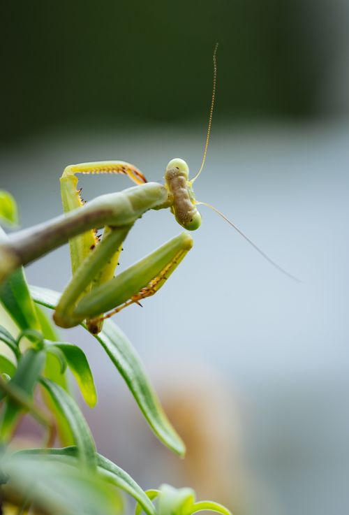 Free Close-up of a praying mantis perched on a plant stem with soft natural background. Stock Photo
