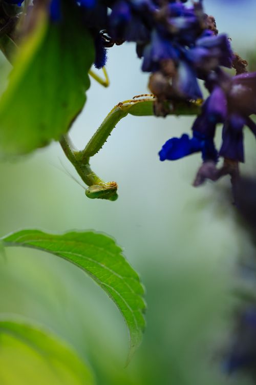 Free A detailed macro shot of a praying mantis perched on a vibrant flowering plant. Stock Photo