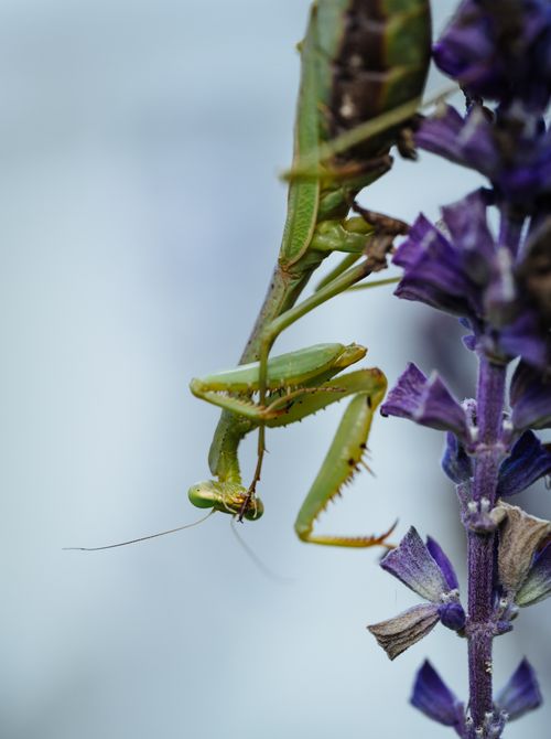 Free Detailed macro shot of a praying mantis perched on a lavender stem with a soft blue background. Stock Photo