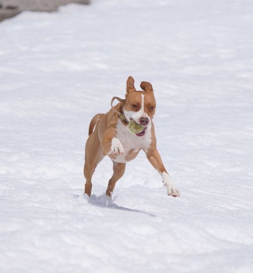 Free A playful pitbull energetically running in snow while holding a tennis ball in its mouth. Stock Photo