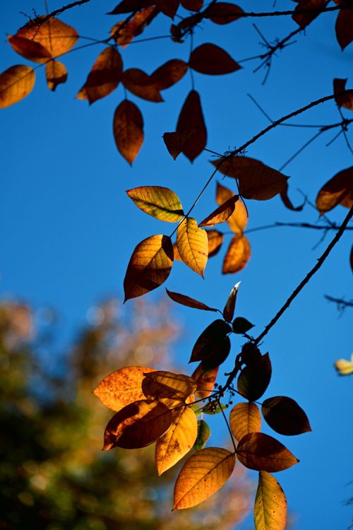 Free Colorful autumn leaves highlighted by sunlight against a clear blue sky. Stock Photo