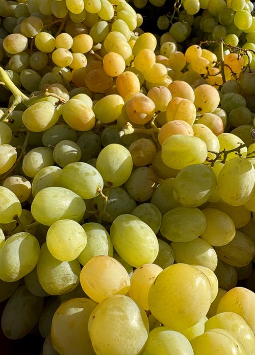 Free A vibrant close-up shot of fresh green grapes basking in sunlight, showcasing natural beauty. Stock Photo