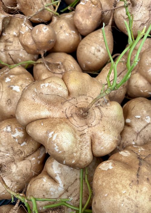 Free Close-up of fresh jicama root vegetables with vibrant green stems displayed in a market. Stock Photo