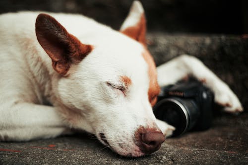 Free Close-Up Photo Of Dog Stock Photo